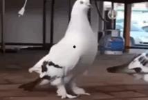 鸽子翻车阿姨爆料视频,揭秘背后惊人真相 第1张 鸽子翻车阿姨爆料视频,揭秘背后惊人真相 第1张