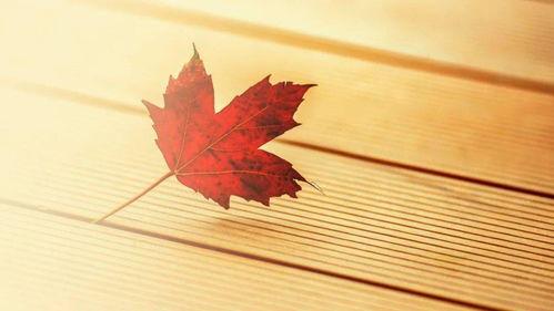 吃瓜日记真香记免费阅读,真香记免费阅读，揭秘娱乐圈幕后真相  第1张