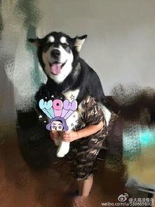 娱乐吃瓜酱爸爸的宠物,揭秘明星宠物的趣味生活  第3张